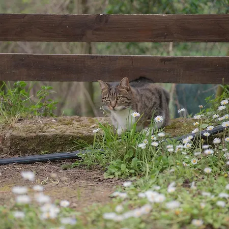 La Casa Del Colle * San Ginesio